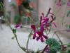 Pelargonium dimelerii 'lila'